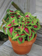 Coleus Wizard Rose Plant or Coleus with Green splash on Pink and White coloured leaves