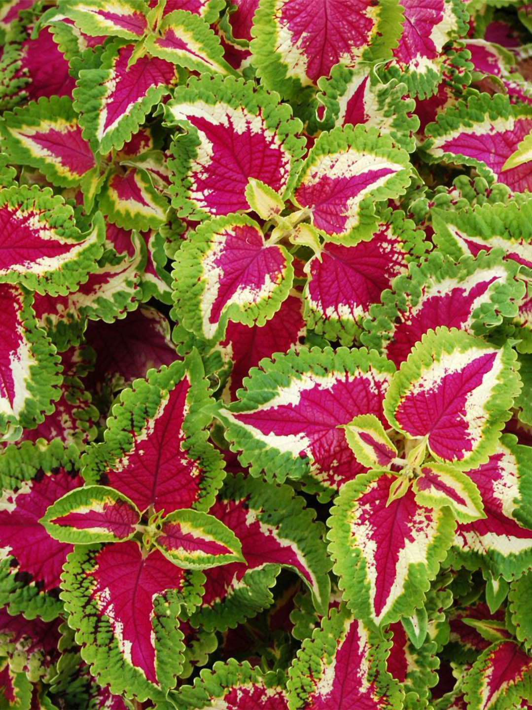Coleus Wizard Rose 