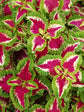 Coleus Wizard Rose 