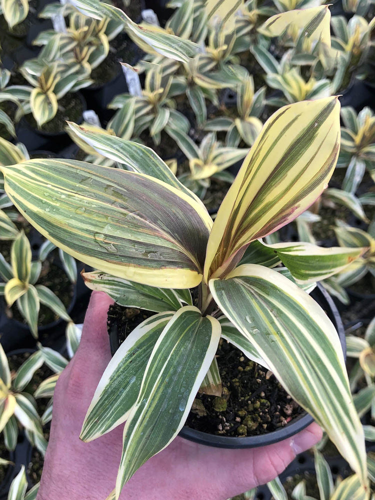 Cordyline Fruticosa Chocolate Queen Plant or Ti Plant, Palm Lily, Hawaiin Good Luck Plant with Green, Yellow/Gold, Purple coloured leaves