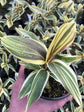 Cordyline Fruticosa Chocolate Queen Plant or Ti Plant, Palm Lily, Hawaiin Good Luck Plant with Green, Yellow/Gold, Purple coloured leaves