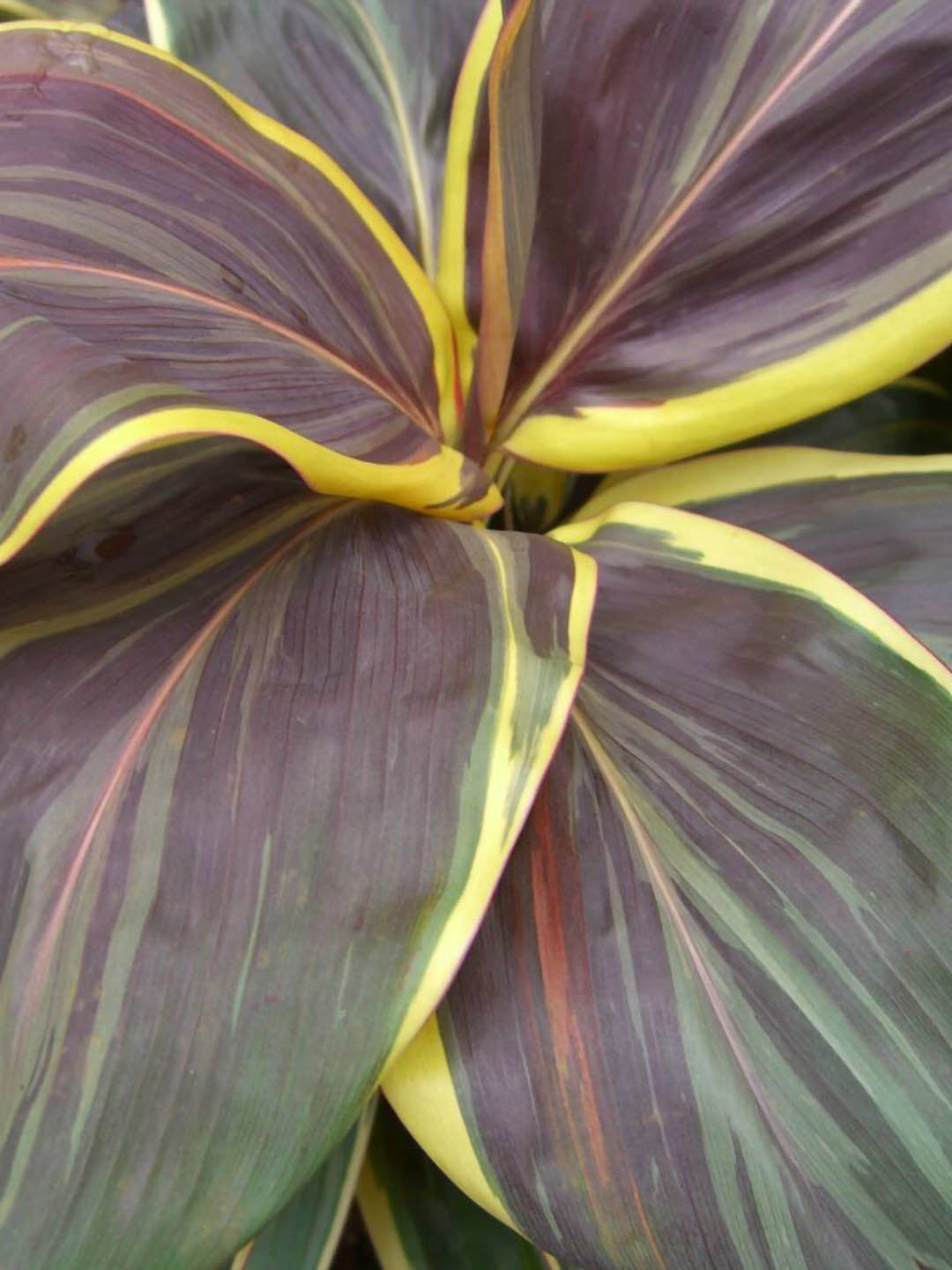 Cordyline Fruticosa Chocolate Queen 