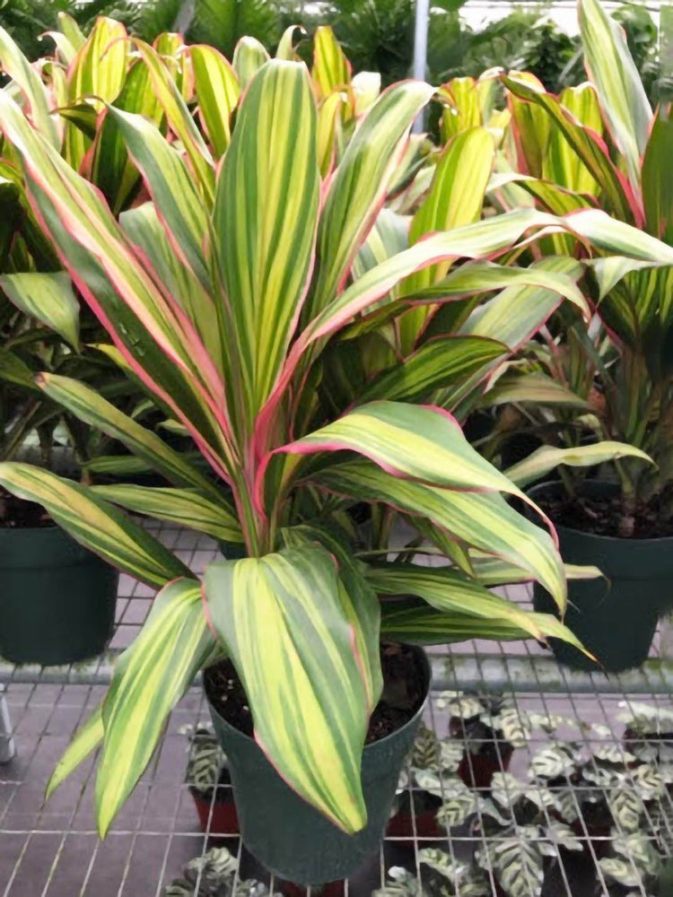 Cordyline Fruticosa Kiwi Plant or Ti Plant, Palm Lily, Hawaiin Good Luck Plant with Red-Purple, Green coloured leaves and Light Purple coloured flower 