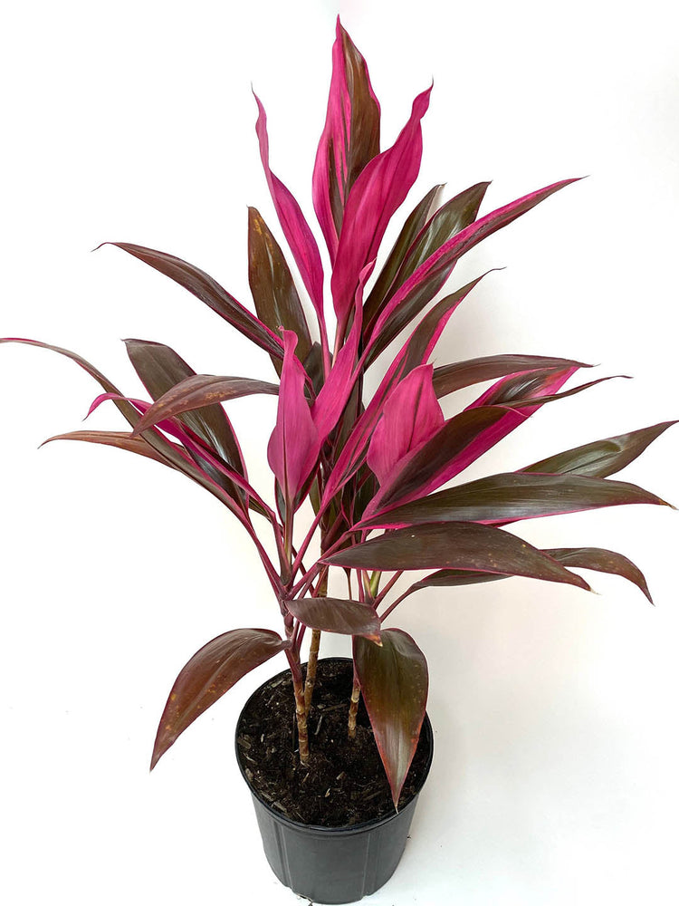 Cordyline Fruticosa Red Sister Plant or Ti Plant ,Cordyline Fruticosa Red Ruby with Maroon with Thick Pink Edges coloured leaves