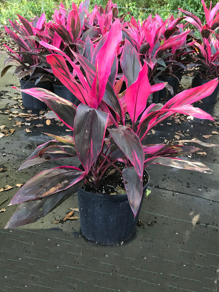 Cordyline Fruticosa Red Sister 