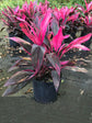 Cordyline Fruticosa Red Sister 