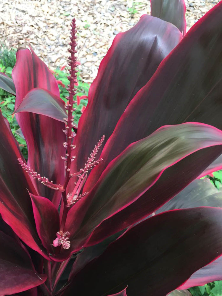Cordyline Fruticosa Red Sister 