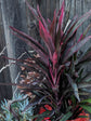 Cordyline Fruticosa Dwarf Red Plant or Ti Plant, Palm Lily, Hawaiin Good Luck Plant with Red, Green, Purple coloured leaves and Light Purple coloured flower 