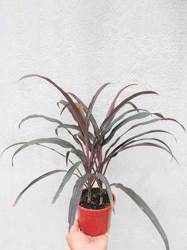 Cordyline Fruticosa Dwarf Red