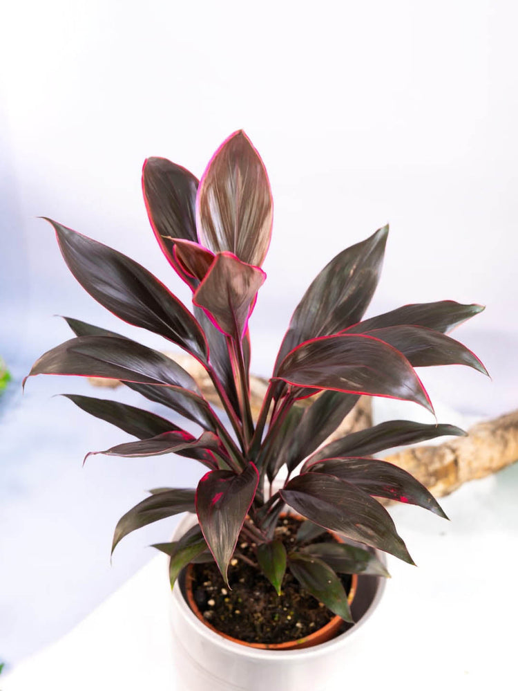 Cordyline Fruticosa Tango Plant or Ti Plant, Palm Lily, Hawaiin Good Luck Plant with Maroon with Thin Pink Edges coloured leaves