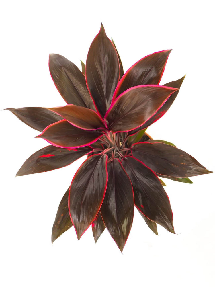 Cordyline Fruticosa Tango