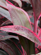 Cordyline Fruticosa Tango