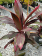 Cordyline Fruticosa Tango