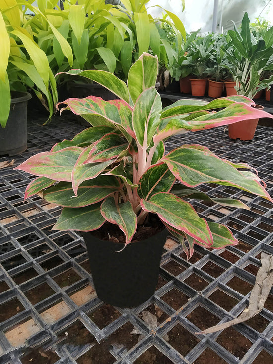 Aglaonema Lipstick Plant or Aglaonema Siam aurora,Aglaonema Red Plant with Green with Red Border coloured leaves