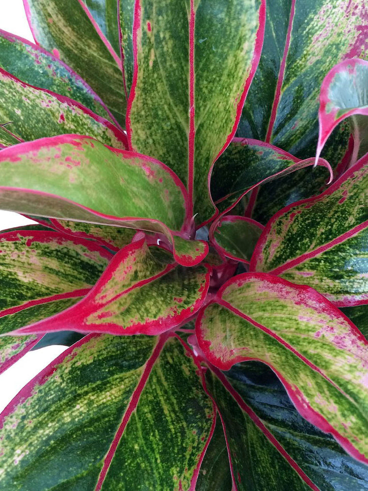 Aglaonema Lipstick