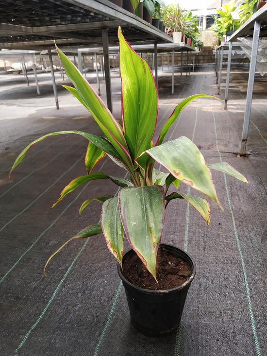 Cordyline Fruticosa Singapore Twist Plant or Ti Plant, Palm Lily, Hawaiin Good Luck Plant with Green with Thin Red Edges coloured leaves