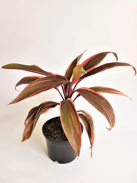 Cordyline Terminalis Mahatma Plant or Ti Plant, Palm Lily, Hawaiin Good Luck Plant with Dark Green with Maroon Edges coloured leaves