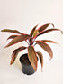 Cordyline Terminalis Mahatma Plant or Ti Plant, Palm Lily, Hawaiin Good Luck Plant with Dark Green with Maroon Edges coloured leaves