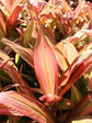 Cordyline Terminalis Mahatma 