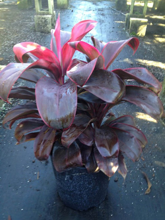 Cordyline Terminalis Ruby Red Plant or Ti Plant, Palm Lily, Hawaiin Good Luck Plant with Maroon with Thin Pink Edges coloured leaves