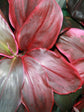 Cordyline Terminalis Ruby Red 
