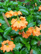 Crossandra Infundibuliformis Fire Orange Plant or Firecracker Plant with Green coloured leaves and Fire Orange coloured flower 