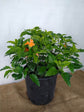 Crossandra Infundibuliformis Fire Orange 