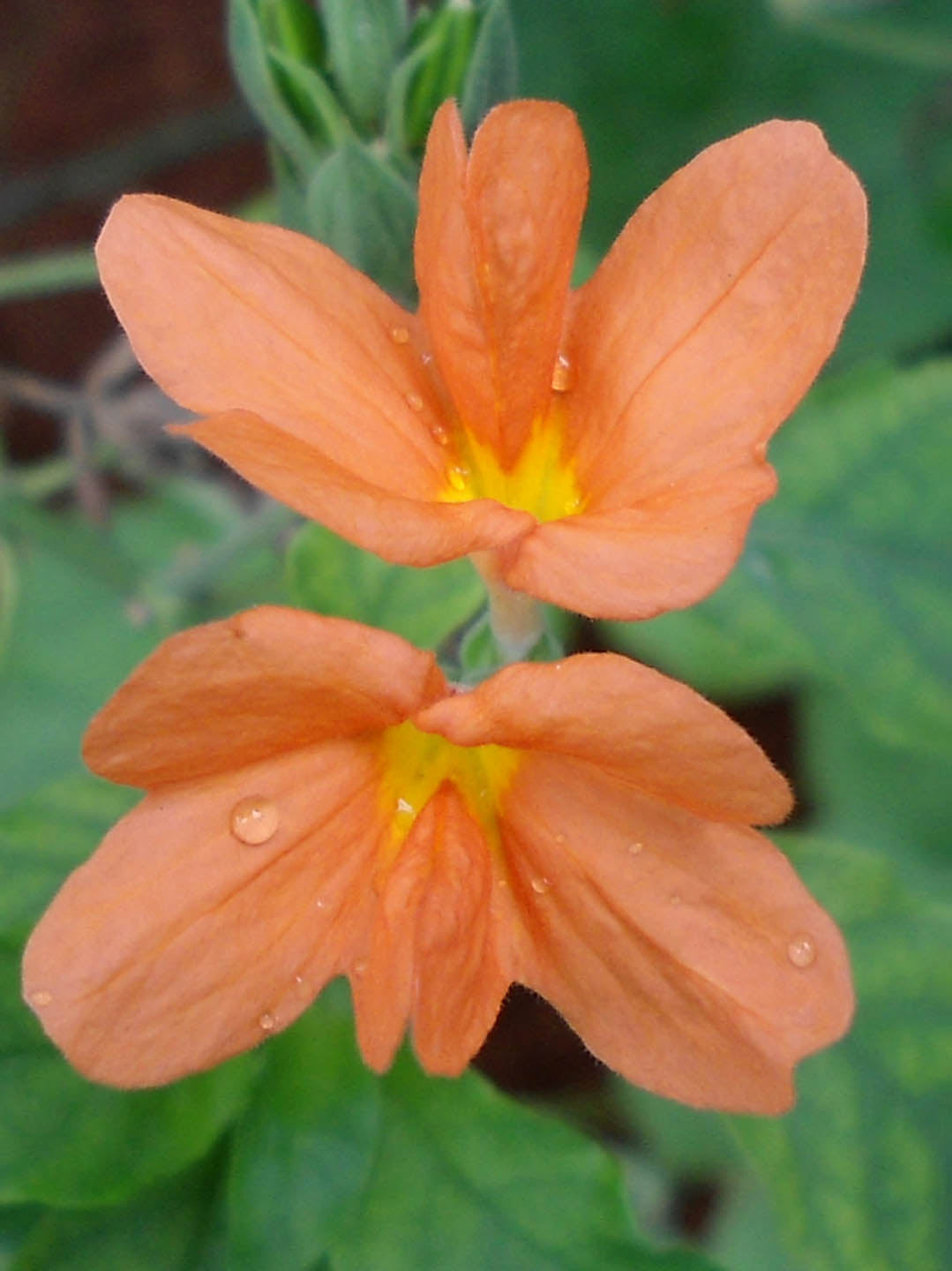 Crossandra Infundibuliformis Fire Orange 