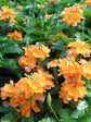 Crossandra Infundibuliformis Fire Orange 