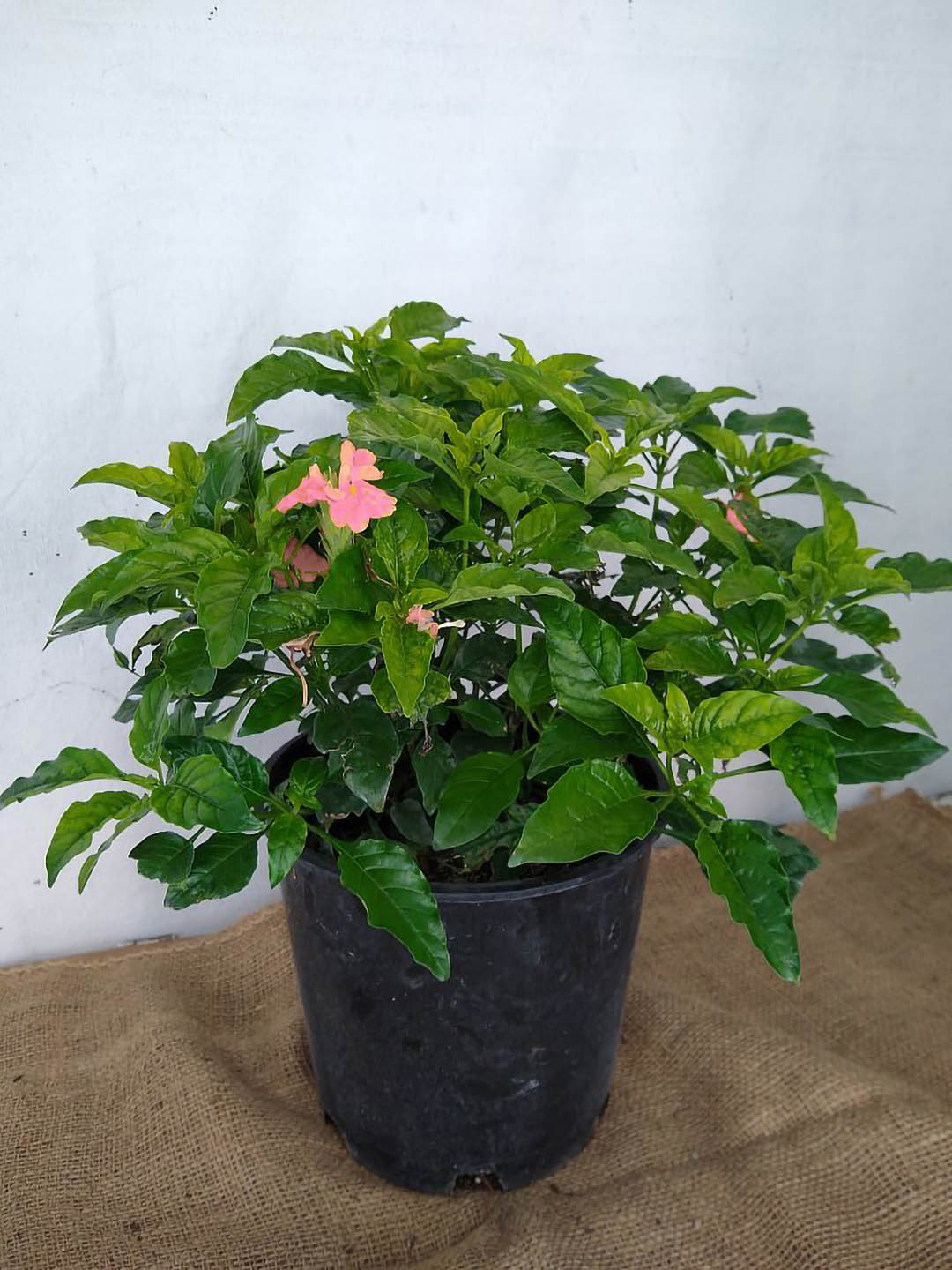 Crossandra Infundibuliformis Salmon Pink Plant or Firecracker Plant with Green coloured leaves and Salmon Pink coloured flower 