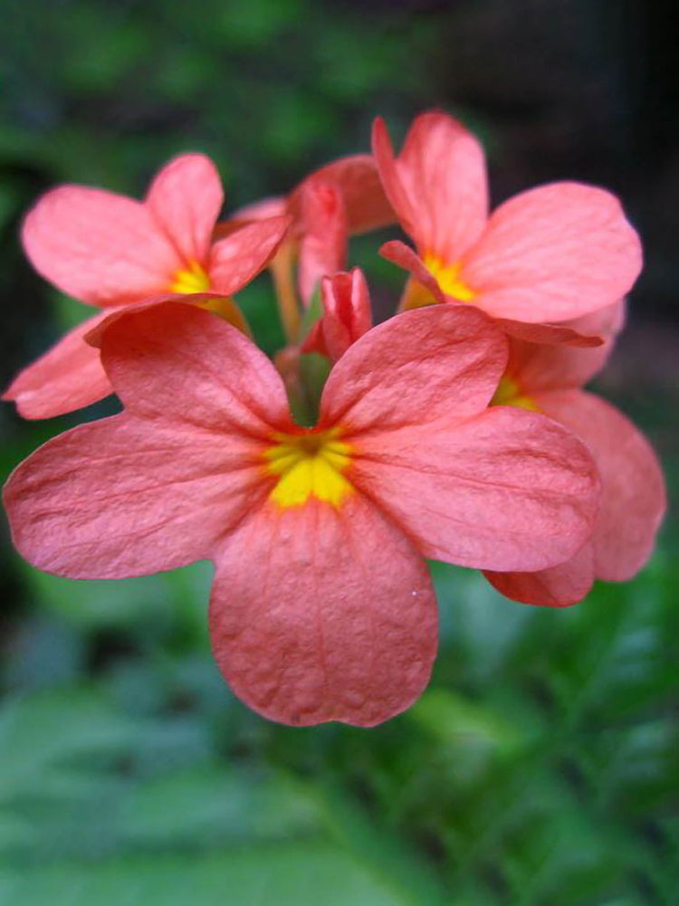 Crossandra Infundibuliformis Salmon Pink 