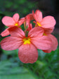 Crossandra Infundibuliformis Salmon Pink 