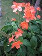 Crossandra Infundibuliformis Salmon Pink 