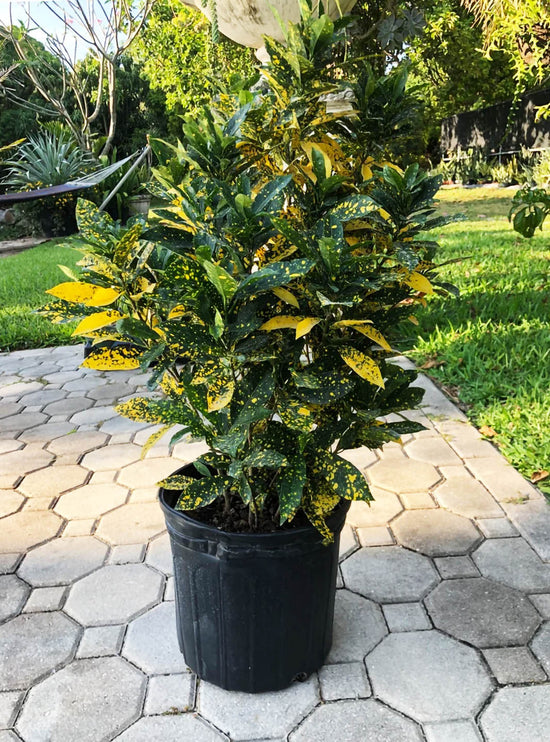 Croton Gold Dust Plant or Rushfoil, Croton with Golden Yellow Dots on Green coloured leaves