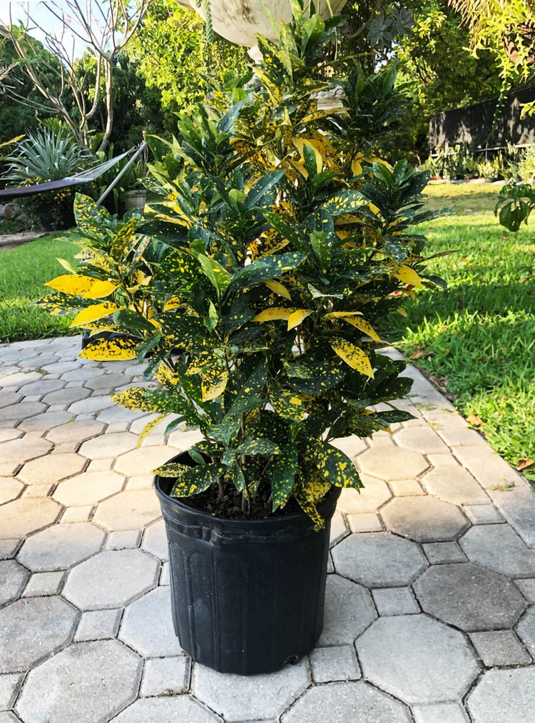Croton Gold Dust Plant or Rushfoil, Croton with Golden Yellow Dots on Green coloured leaves