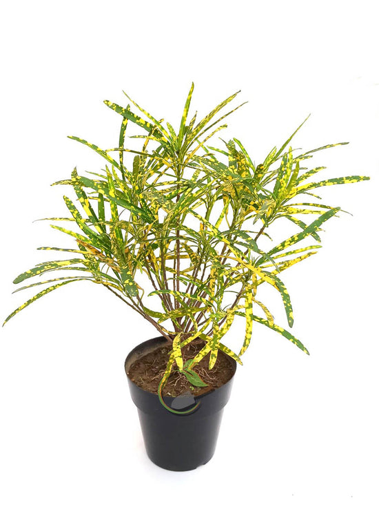 Croton Gold Dust Thin Plant or Rushfoil, Croton with Yellow Dots on Green coloured leaves
