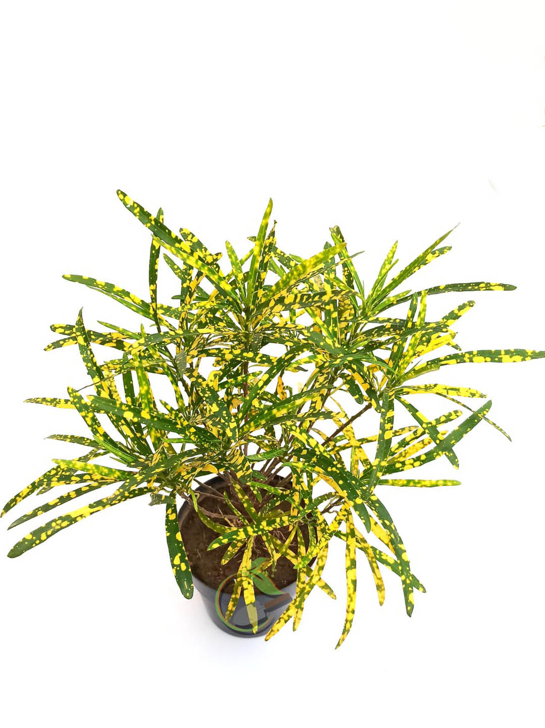 Croton Gold Dust Thin
