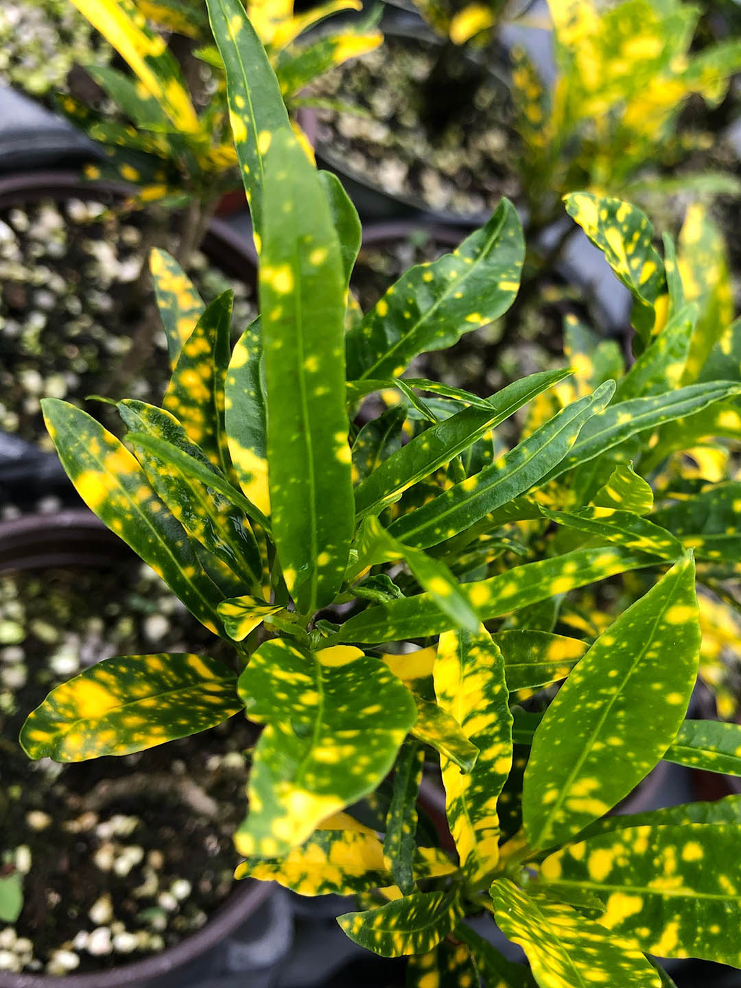 National Plant Network Gold Dust Croton House Plant in 4-in Pot 3-Pack at National Plant Network Gold Dust Croton House Plant in 4-in Pot 3-Pack at