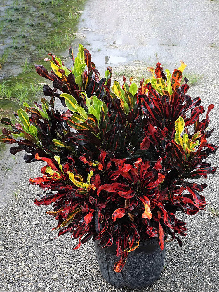 Croton Mammy Plant or Rushfoil, Croton with Multi Coloured coloured leaves