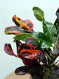 Croton Mammy