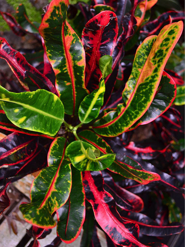 Croton Mammy