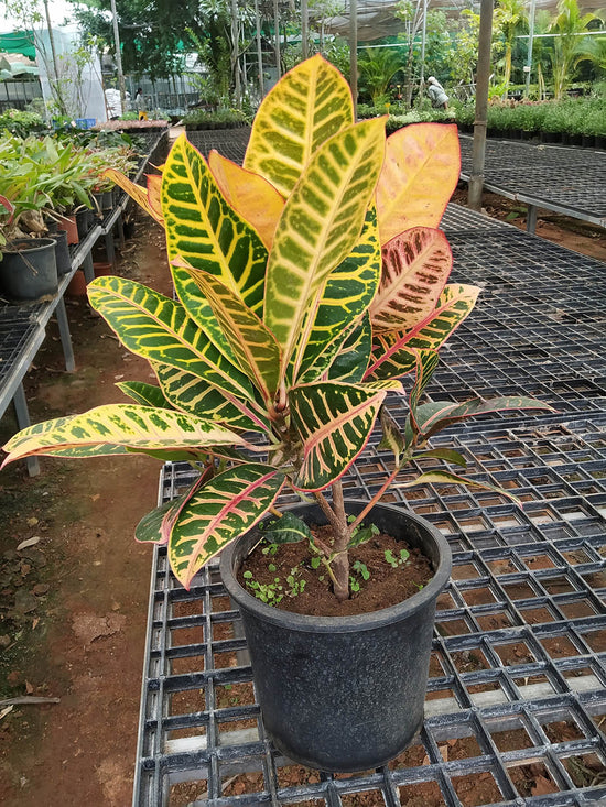 Croton Petra Plant or Rushfoil, Croton with Thick Yellow or Red Veins on Green coloured leaves