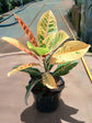 Croton Petra