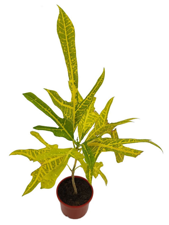Croton Yellow Duck Foot Plant or Rushfoil, Croton,Trishul Plant with Green Stipes on Yellow coloured leaves