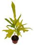 Croton Yellow Duck Foot Plant or Rushfoil, Croton,Trishul Plant with Green Stipes on Yellow coloured leaves