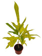 Croton Yellow Duck Foot Plant or Rushfoil, Croton,Trishul Plant with Green Stipes on Yellow coloured leaves