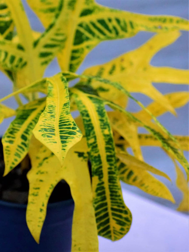 Croton Yellow Duck Foot