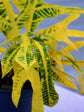 Croton Yellow Duck Foot
