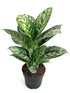 Aglaonema Malay Beauty Plant or Chinese Evergreen with Green to dark green coloured leaves