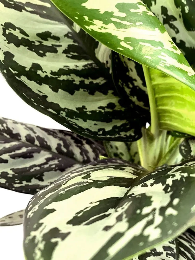 Aglaonema Malay Beauty